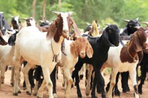 दसैँमा खसी, बोका र च्याङ्ग्रा बिक्री वितरण गर्न नपाइने